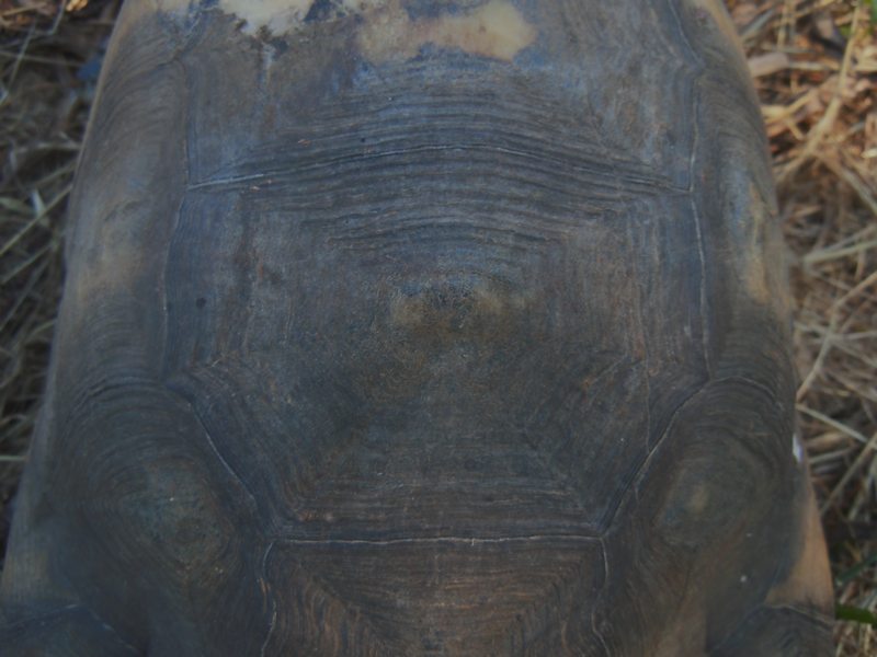Testudo marginata...vecchissima!
